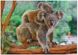 Пазл Маленька коала з мамою 1000 елементів 301183 фото 2